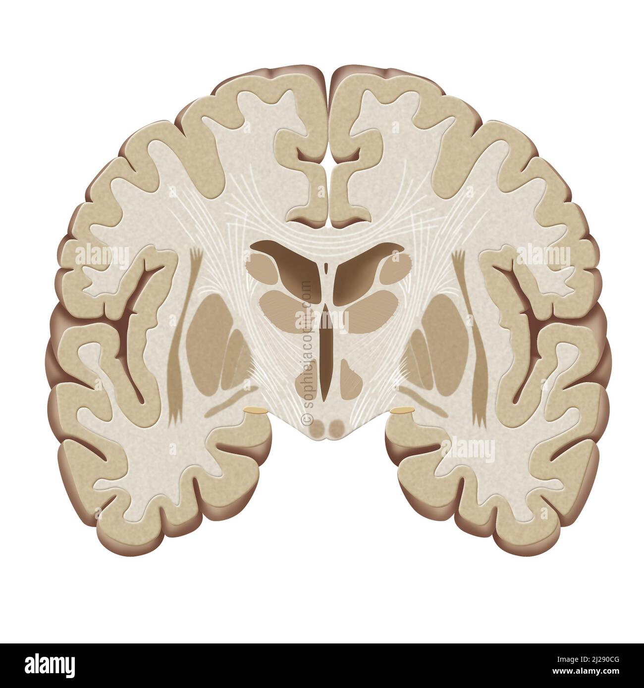 Frontal brain-cut Stock Photo