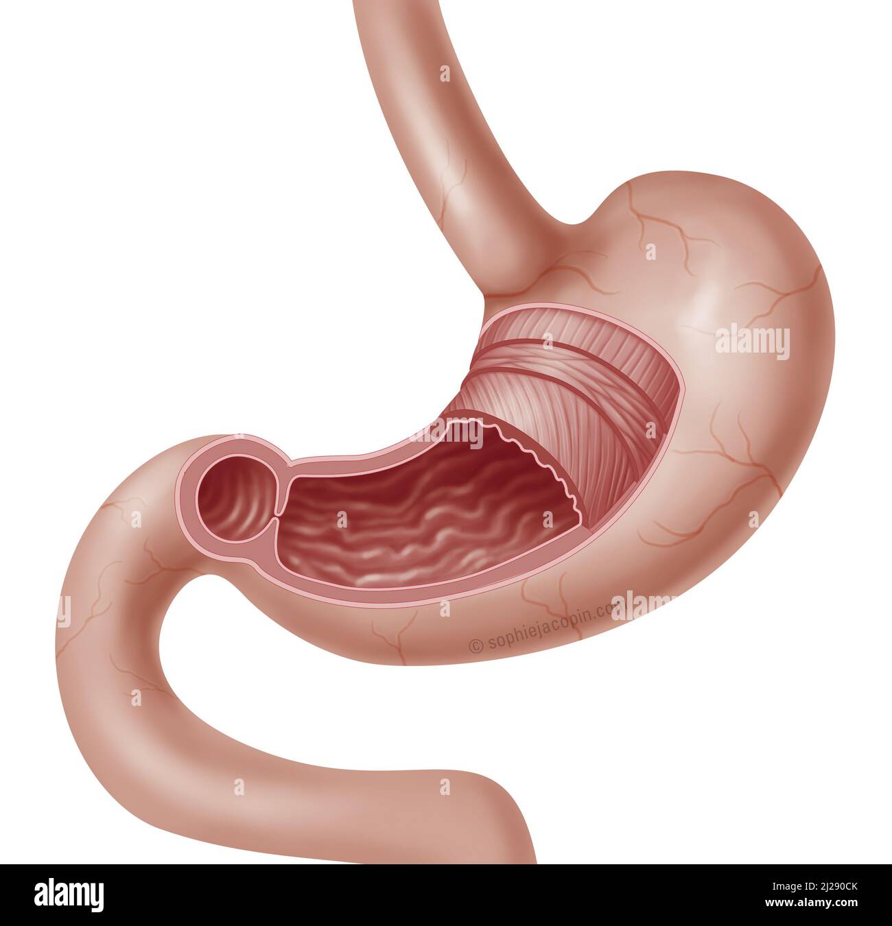 Infant stomach Stock Photo