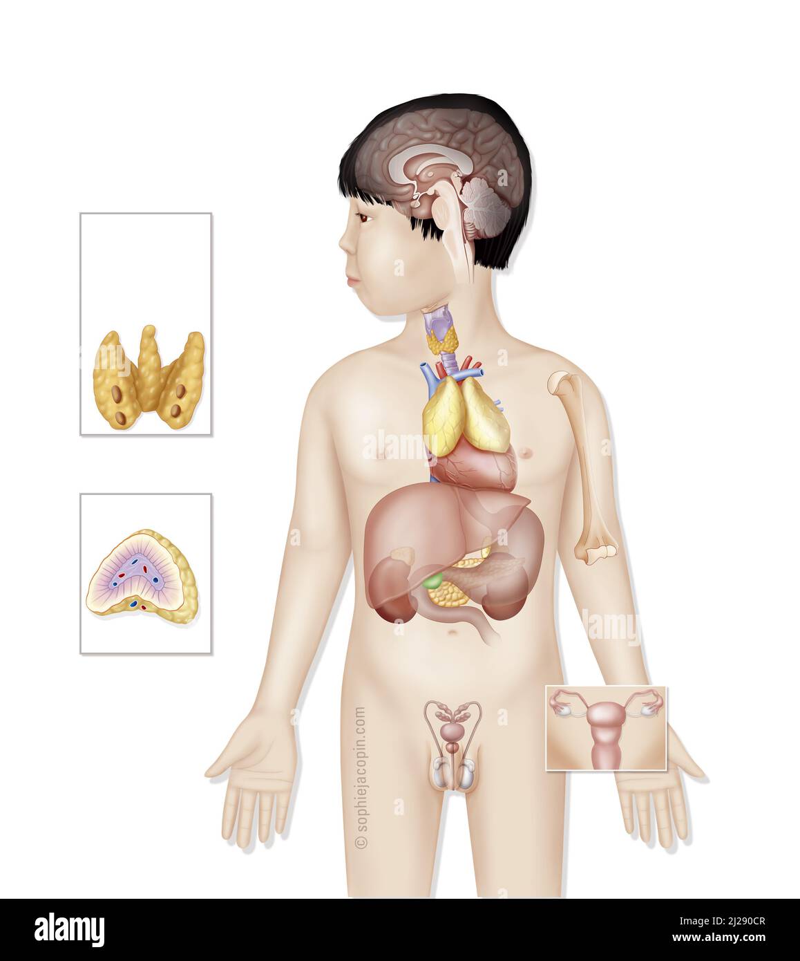 Endocrine glands in children Stock Photo