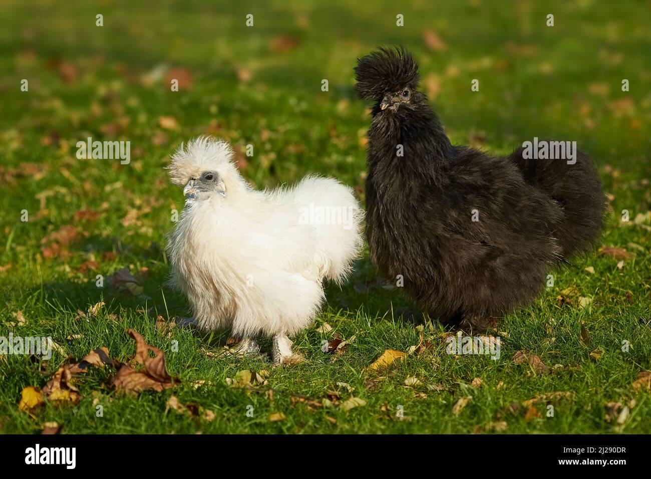 Two silkie hens white and black walking together Stock Photo