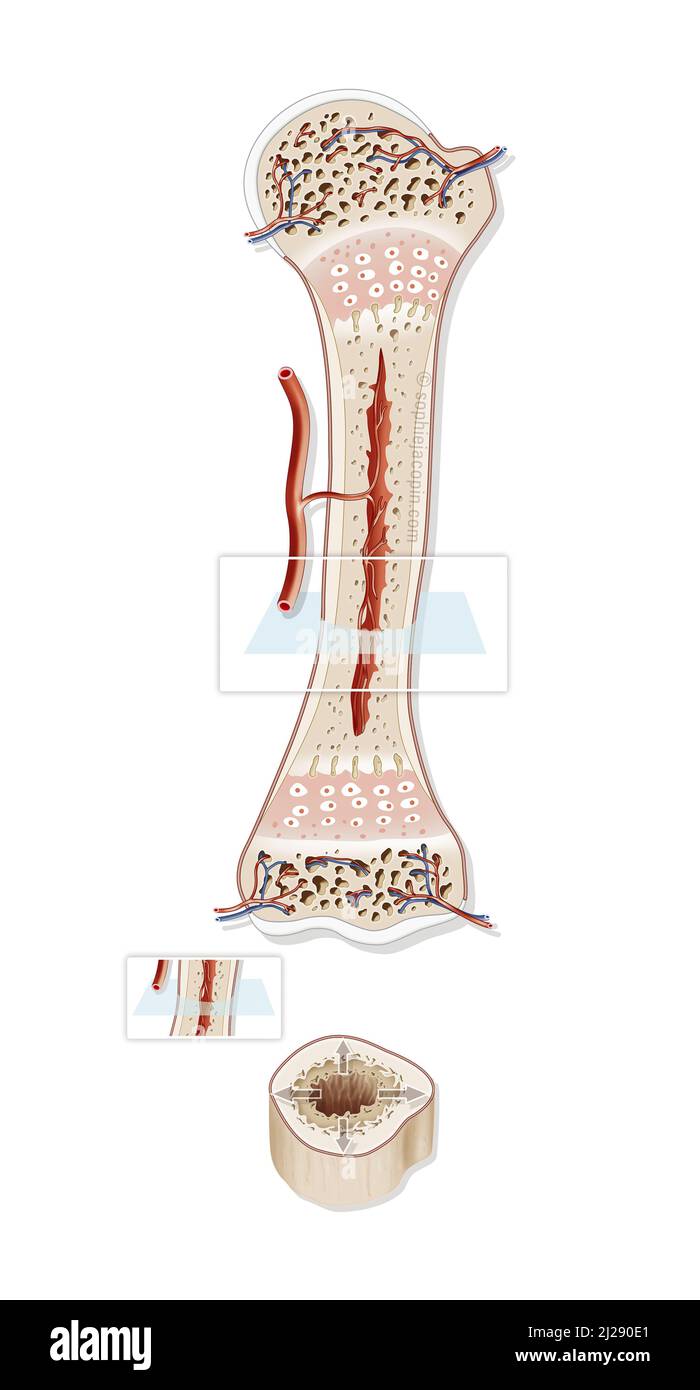 Bone structure in children Stock Photo