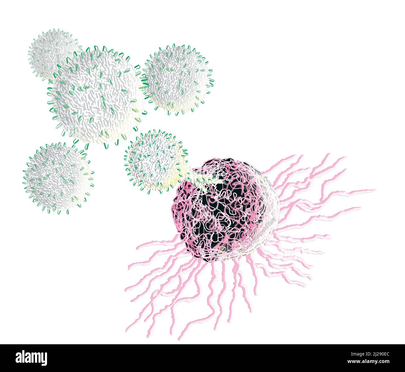 Tumor cell-immunotherapy Stock Photo