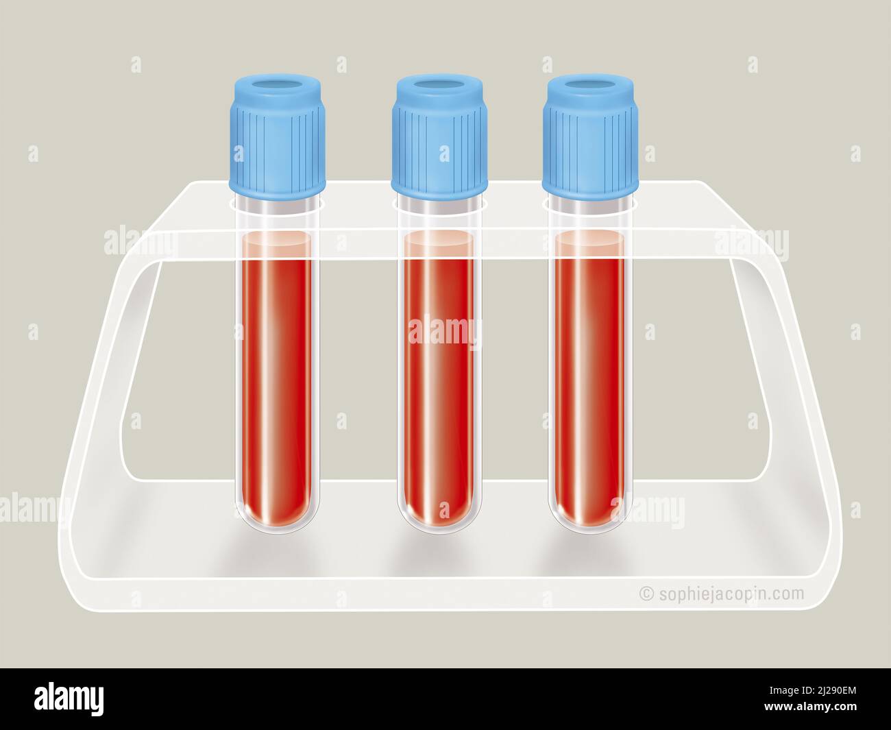 Test tubes support. Stock Photo