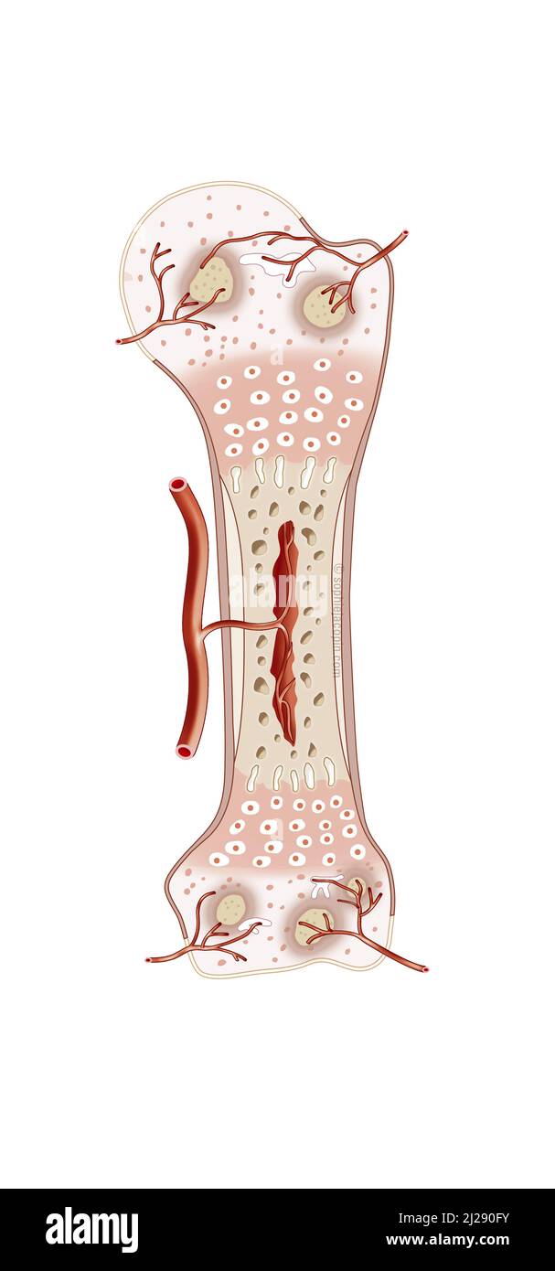 Newborn bone tissue Stock Photo