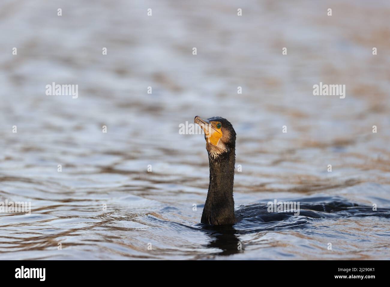 Great cormorant Stock Photo