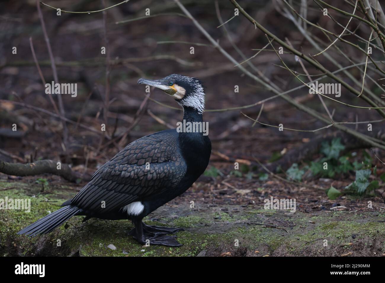 Great cormorant Stock Photo