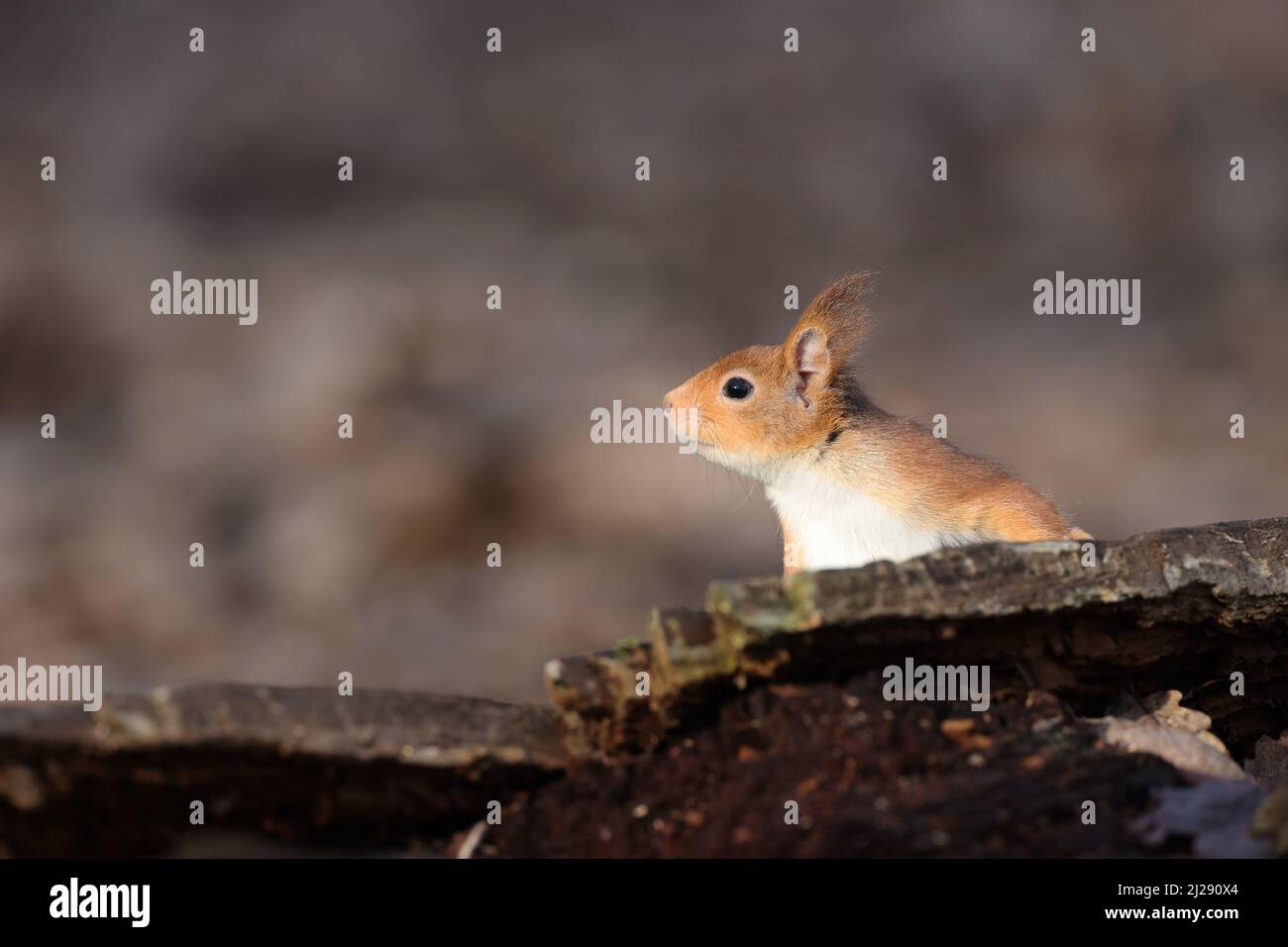 Eurasian squirrel Stock Photo