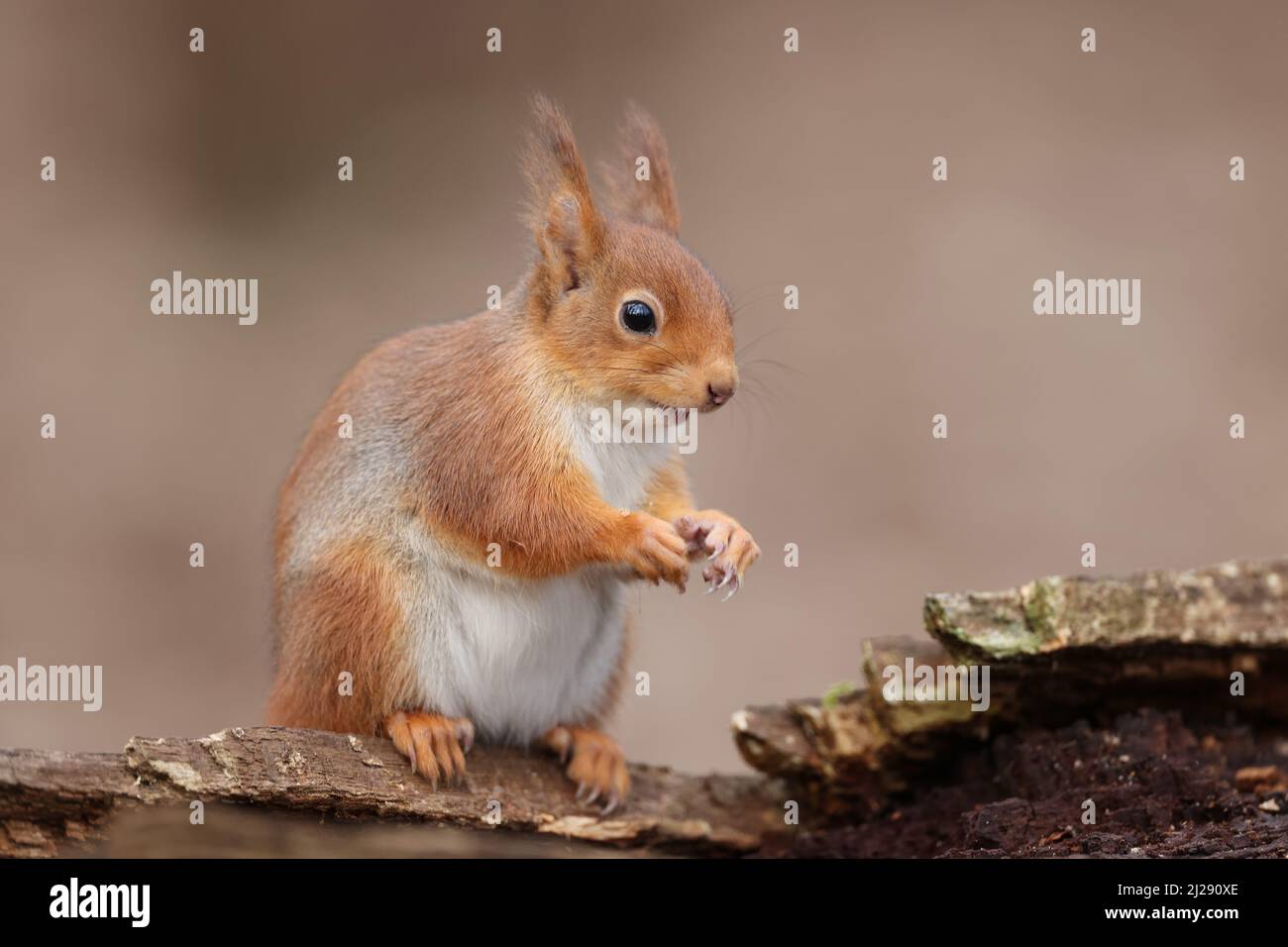 Eurasian squirrel Stock Photo