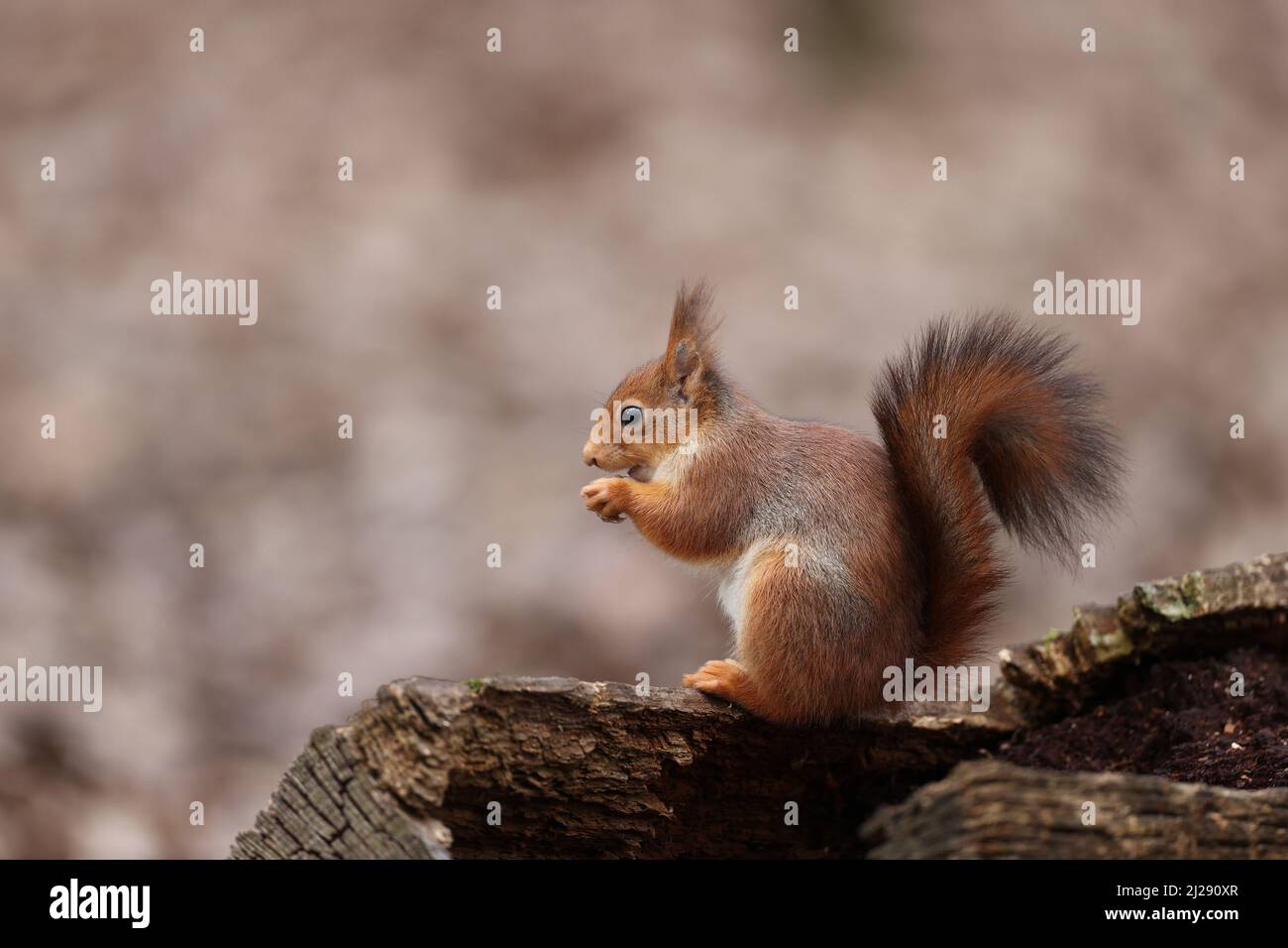 Eurasian squirrel Stock Photo