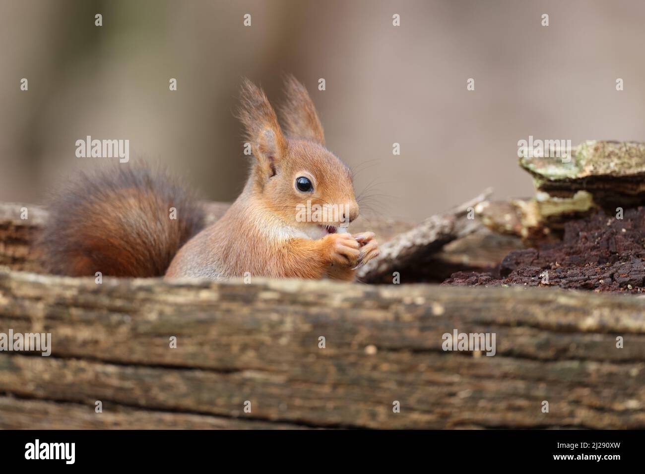 Eurasian squirrel Stock Photo