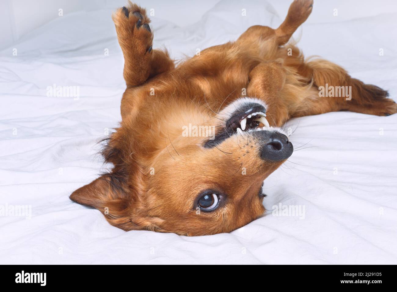 Funny Crazy Dog Rages On Snow Stock Photo 1243032625