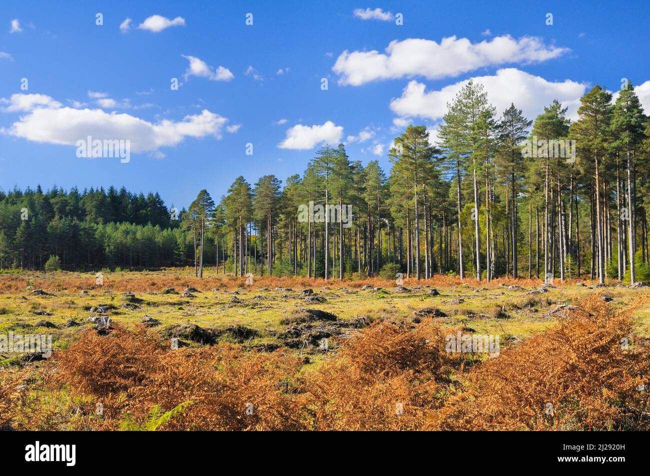 A clearing in a pine tree forest plantation from deforestation, New Forest National Park, Hampshire, England, UK Stock Photo