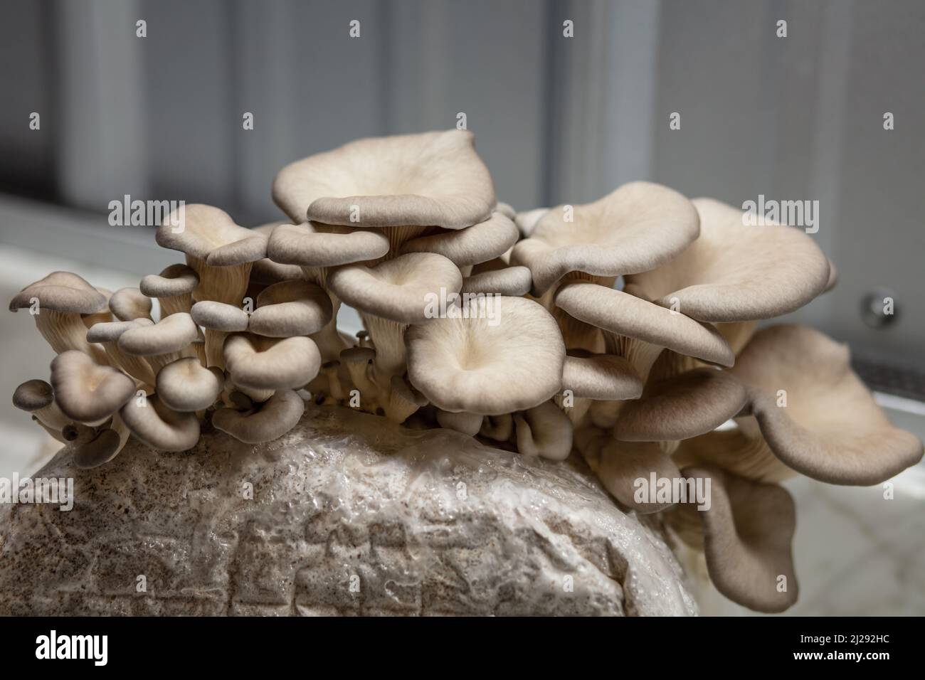 Blue Oyster Mushrooms Stock Photo - Alamy