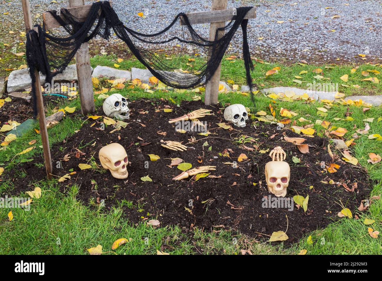 Plastic skulls on top of grave at Halloween. Stock Photo