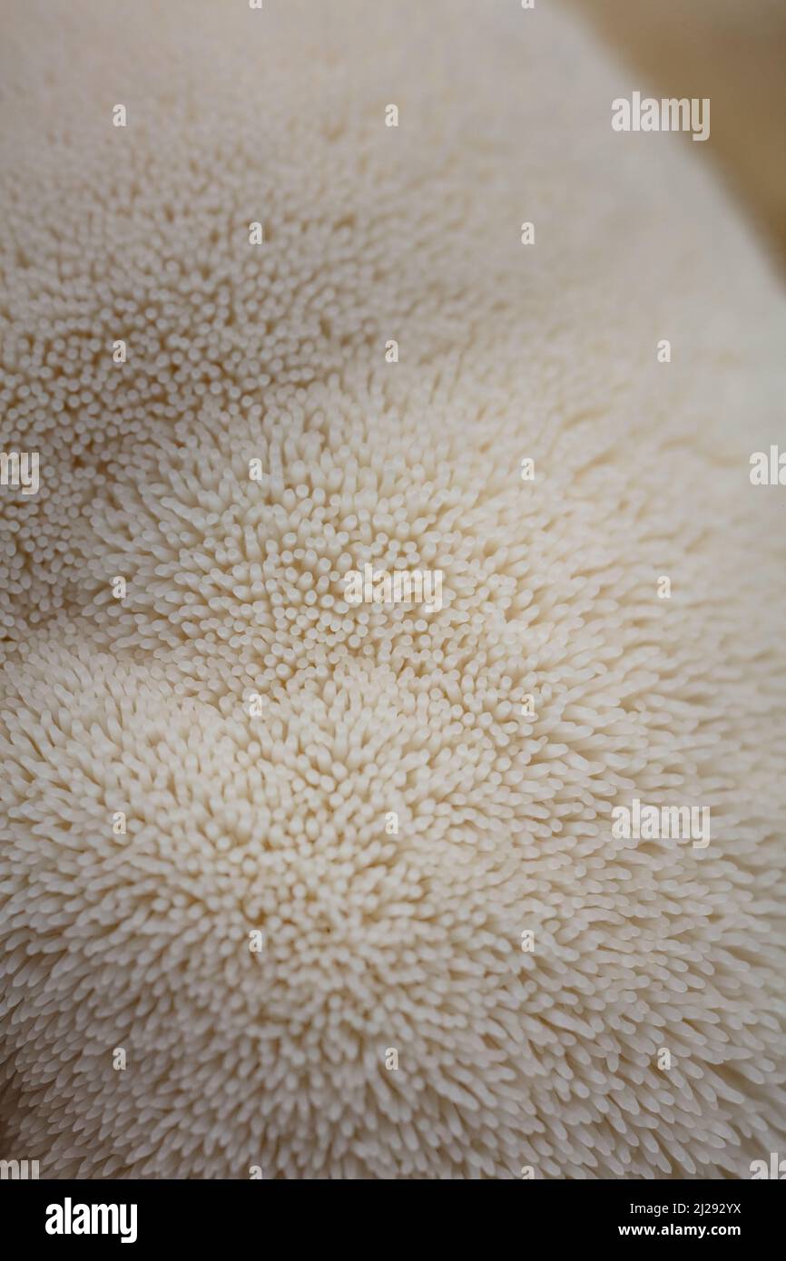 Lion's Mane Mushroom Stock Photo - Alamy