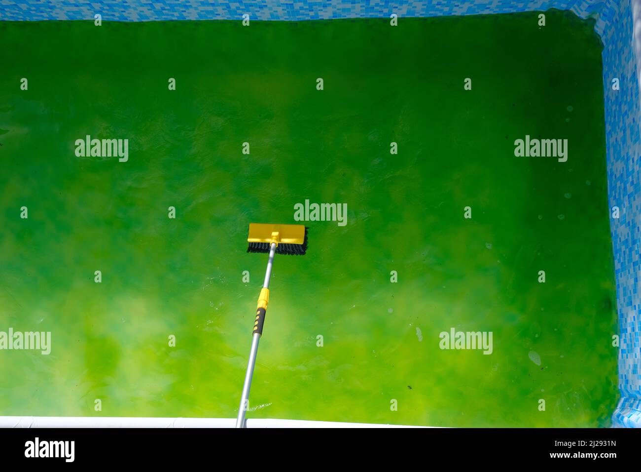 Cleaning the home pool from green algae. Swimming Pool Cleaning.Algae