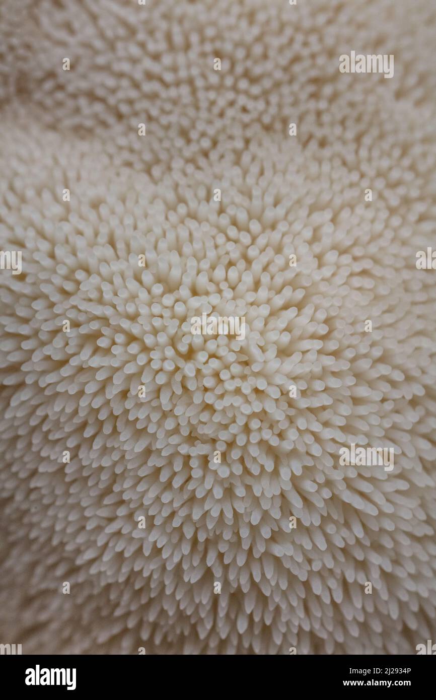 Lion's Mane Mushroom Stock Photo - Alamy