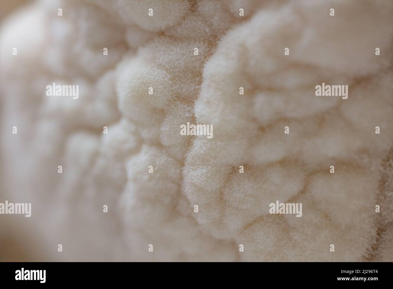 Lion's Mane Mushroom Stock Photo - Alamy
