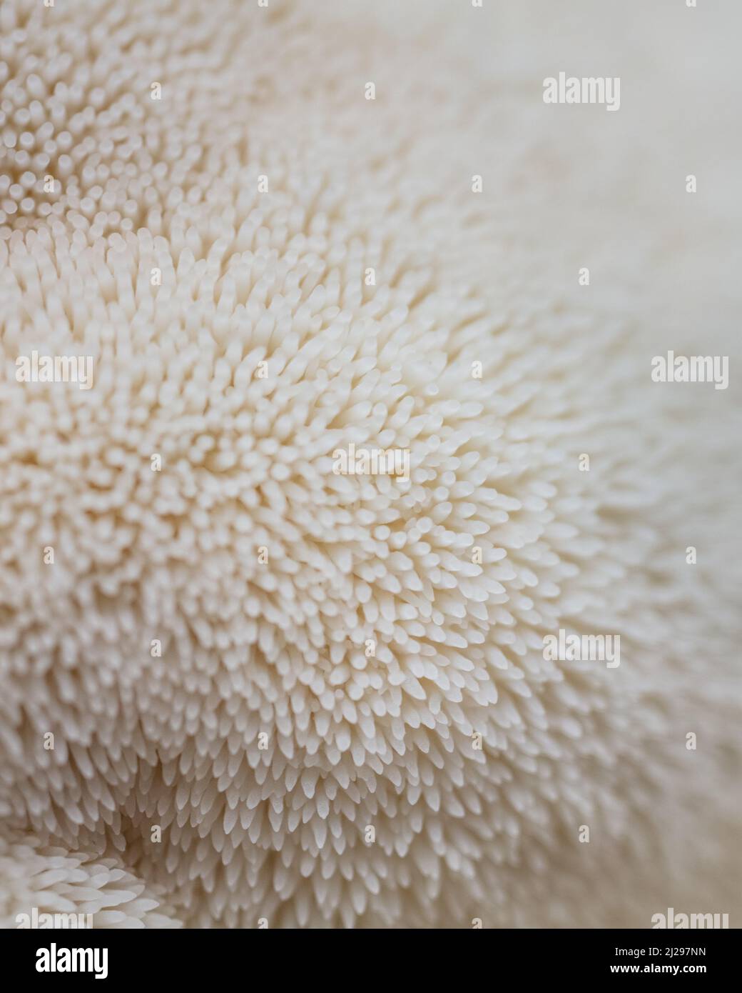 Lion's Mane Mushroom Stock Photo - Alamy