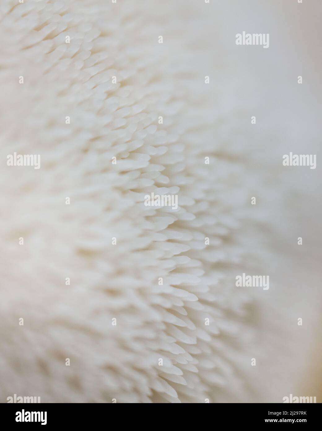 Lion's Mane Mushroom Stock Photo - Alamy