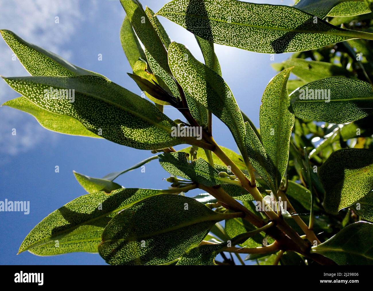 The distinctive oil glands on the leaves of the ngaio tree (Myoporum laetum) backlit against a blue sky in New Zealand Stock Photo