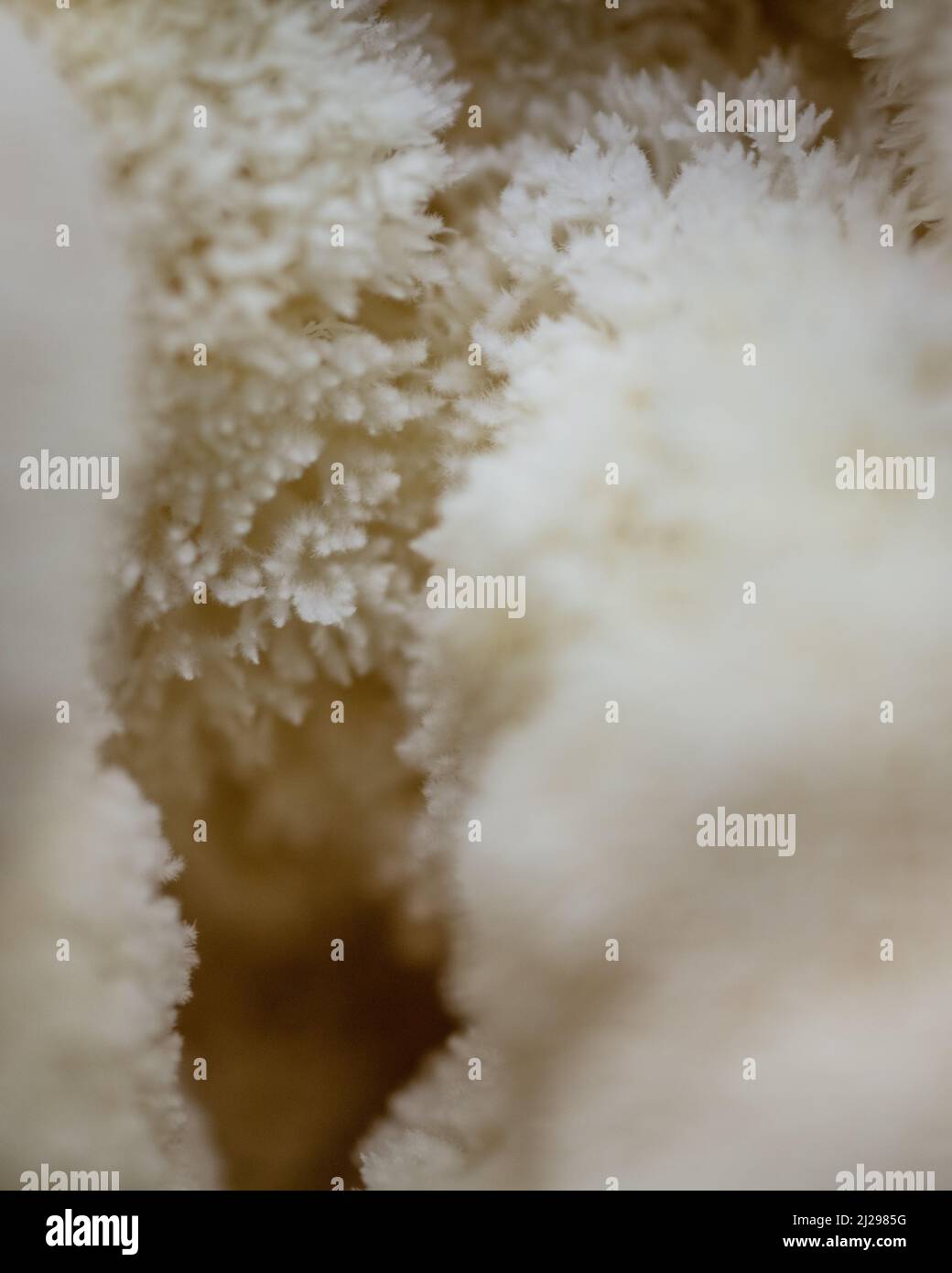 Lion's Mane Mushroom Stock Photo - Alamy