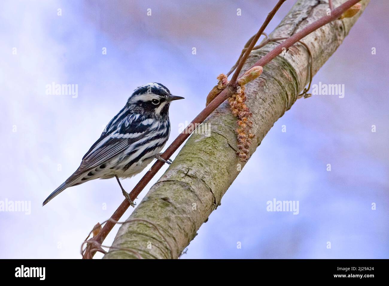 A Male Black-and-white  Warbler, Mniotilta varia, perched in a tree Stock Photo