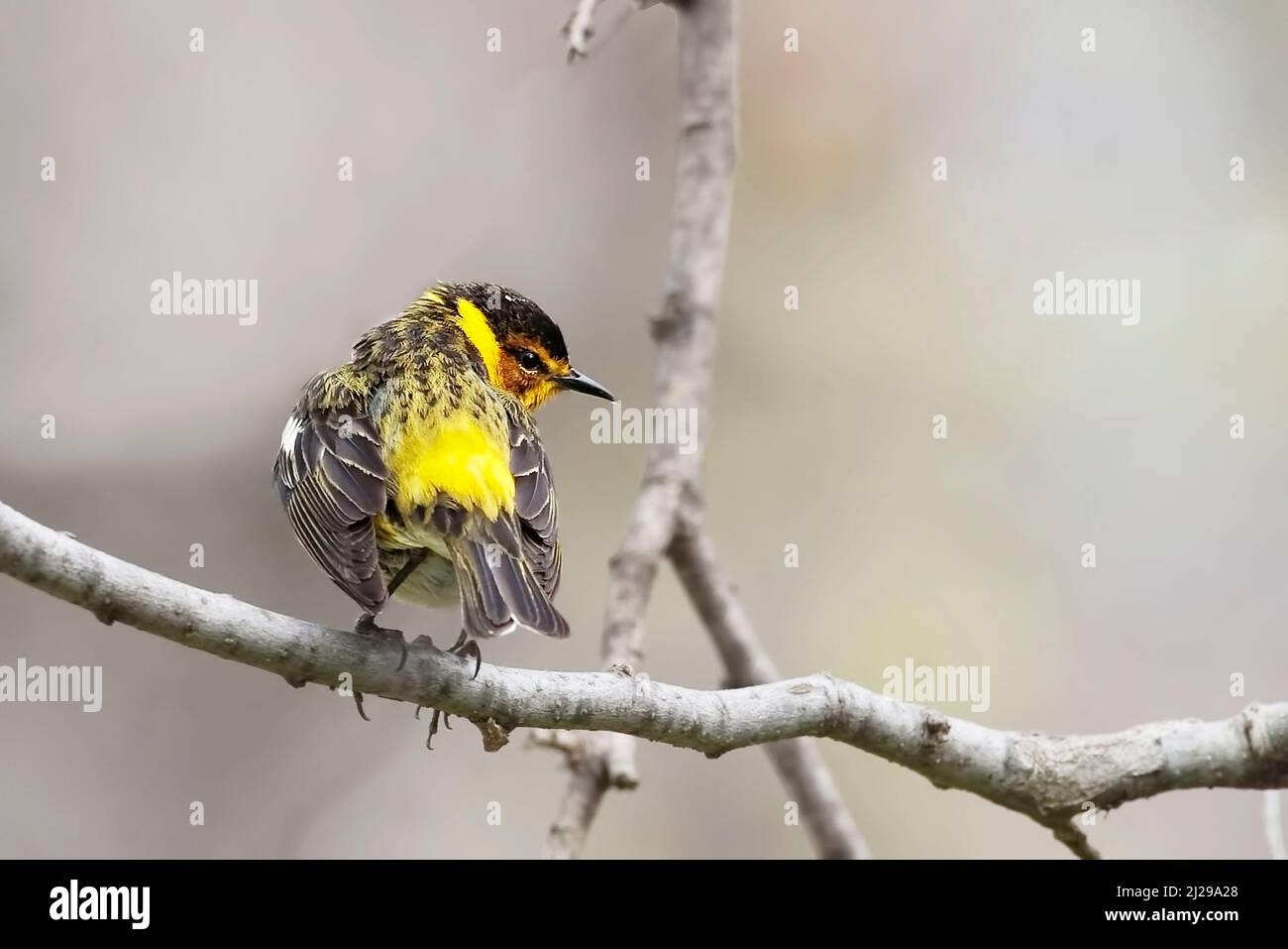 A Male Cape May Warbler, Setophaga tigrina, perched on a small branch Stock Photo