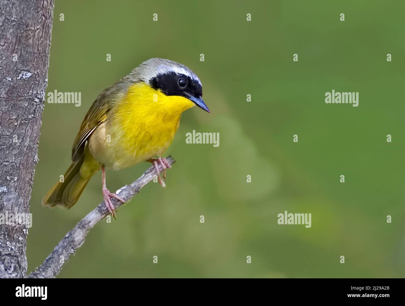 A Close up of a Common Yellowthroat, Geothlypis trichas Stock Photo