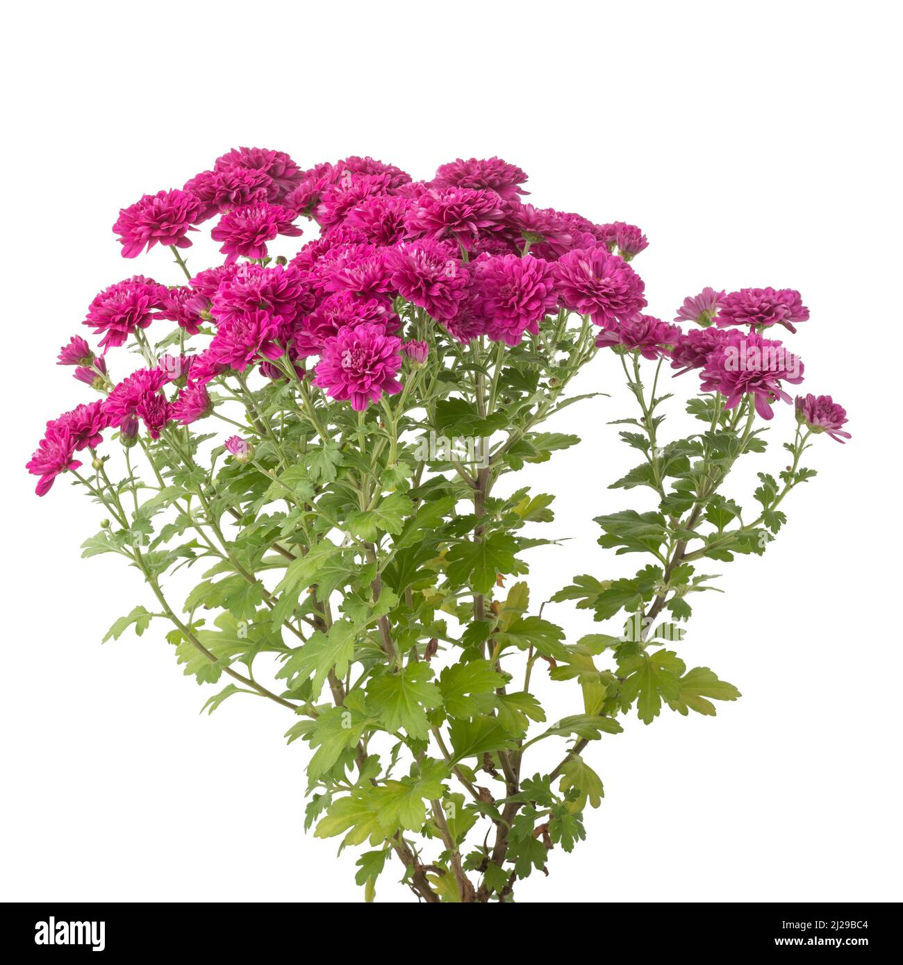 bunch of pink chrysanthemum flowers on white background, isolated flowering plant Stock Photo