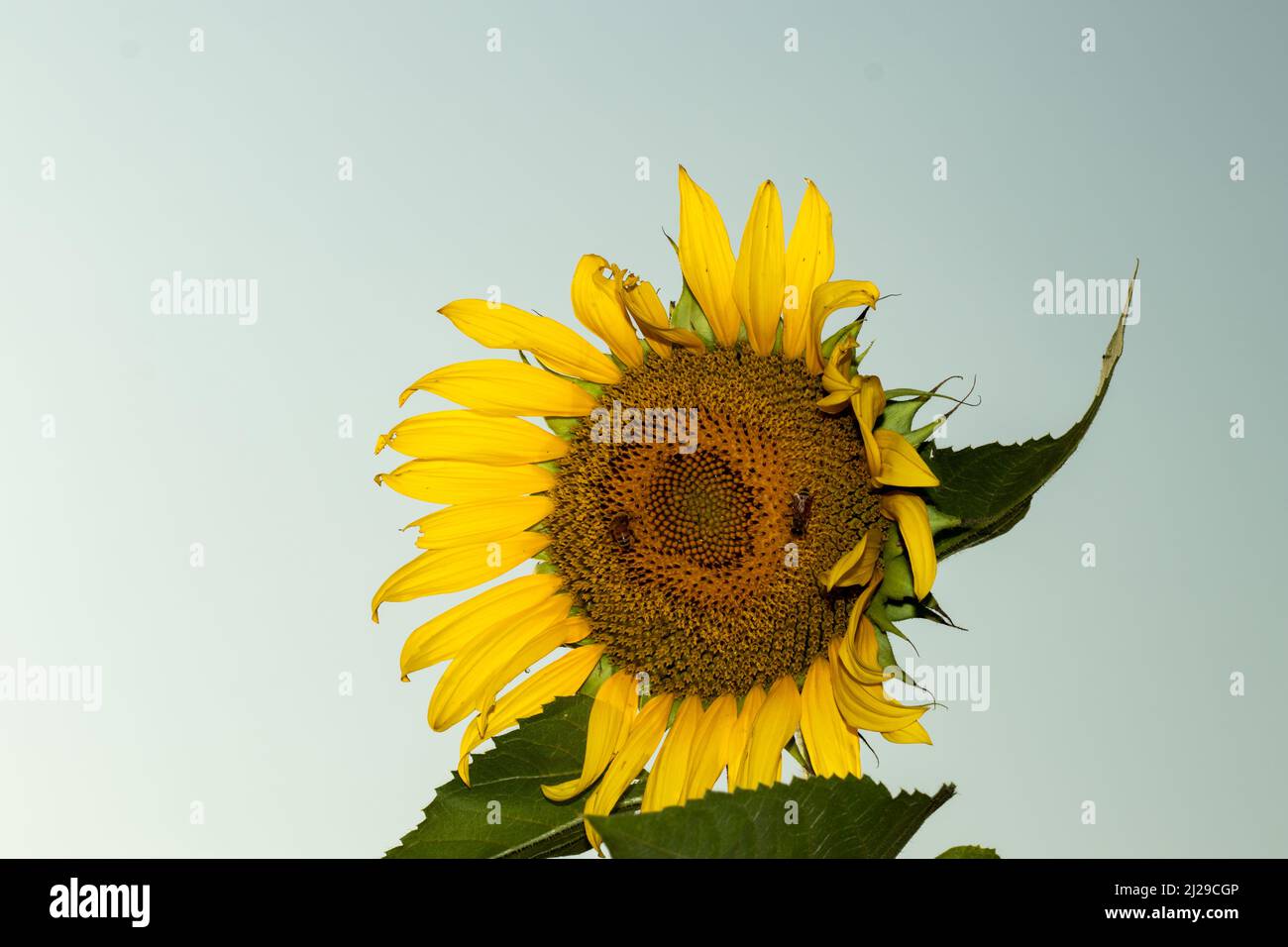 Helianthus annuus or sunflower is a large daisy-like flower face Stock Photo