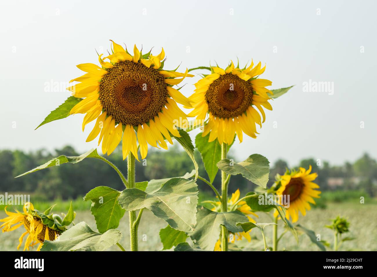 Helianthus or Sunflower oil is pressed from the seeds of the sunflower Stock Photo
