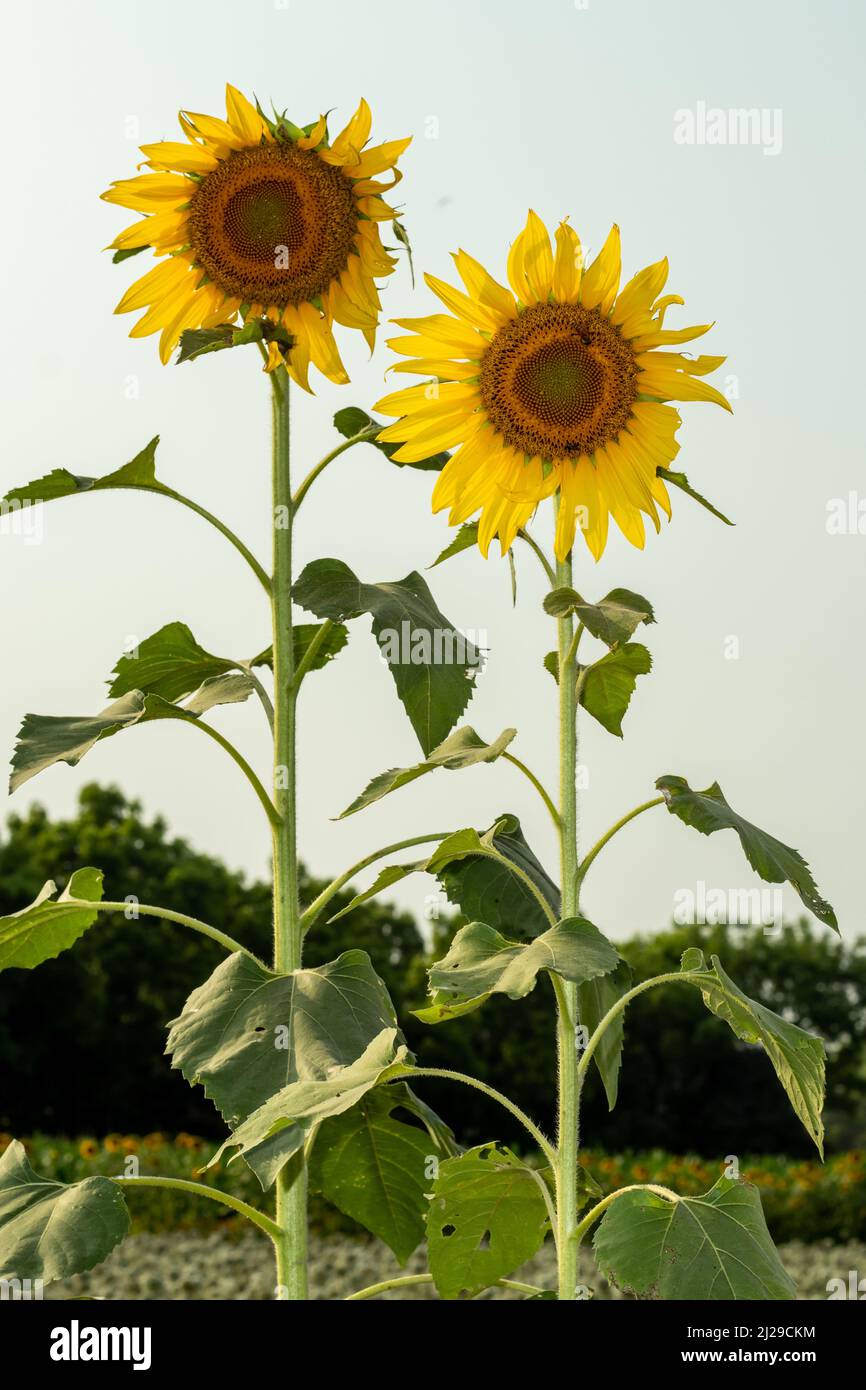 Sunflower is bright and cheery annual blossoms that start to flower in mid-summer Stock Photo