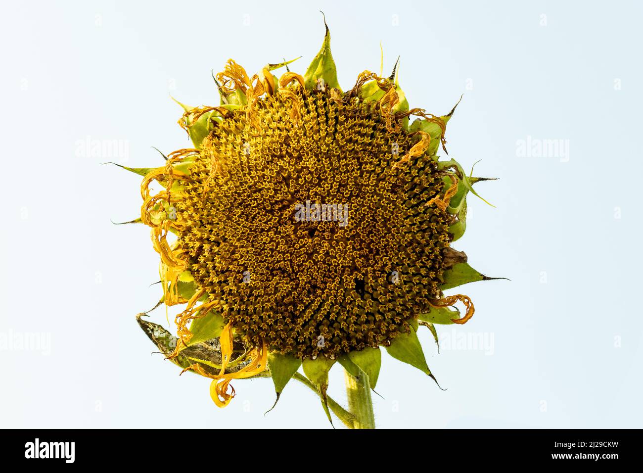 Sunflower oil is used as medicine and the oil so very healthy Stock Photo