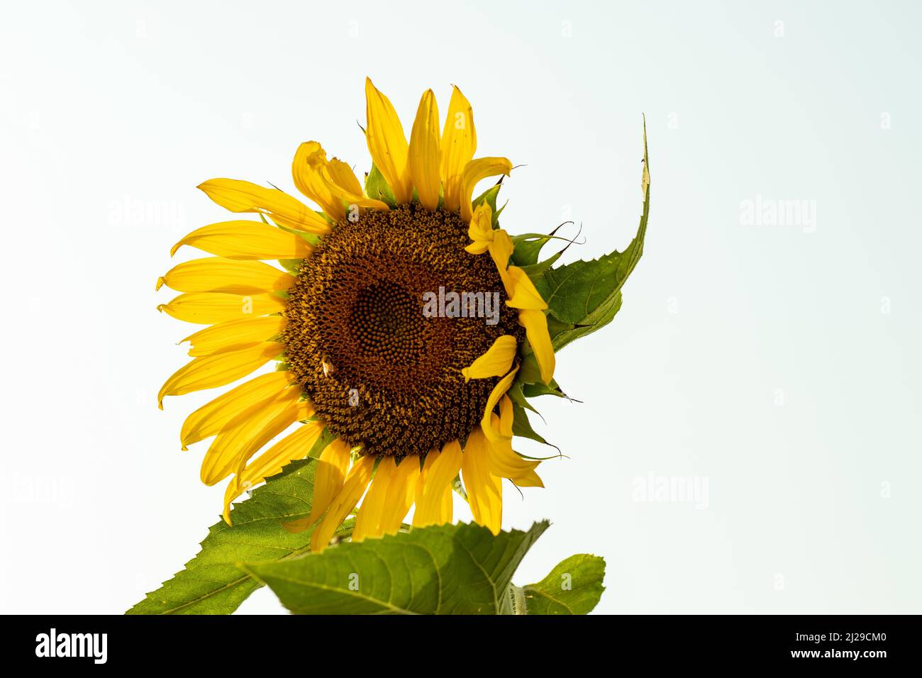 Sunflower Helianthus annuus is an annual plant with a large daisy-like flower face Stock Photo