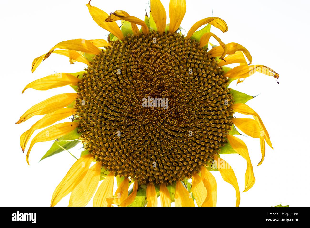 The large yellow flower is the sunflower like flower face. Perennial flowering plants in the daisy family Asteraceae commonly known as sunflowers Stock Photo