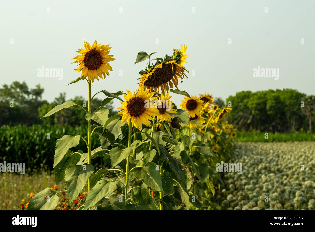 The sunflower is a very tall plant with large yellow flowers and healthy oil from the seeds Stock Photo