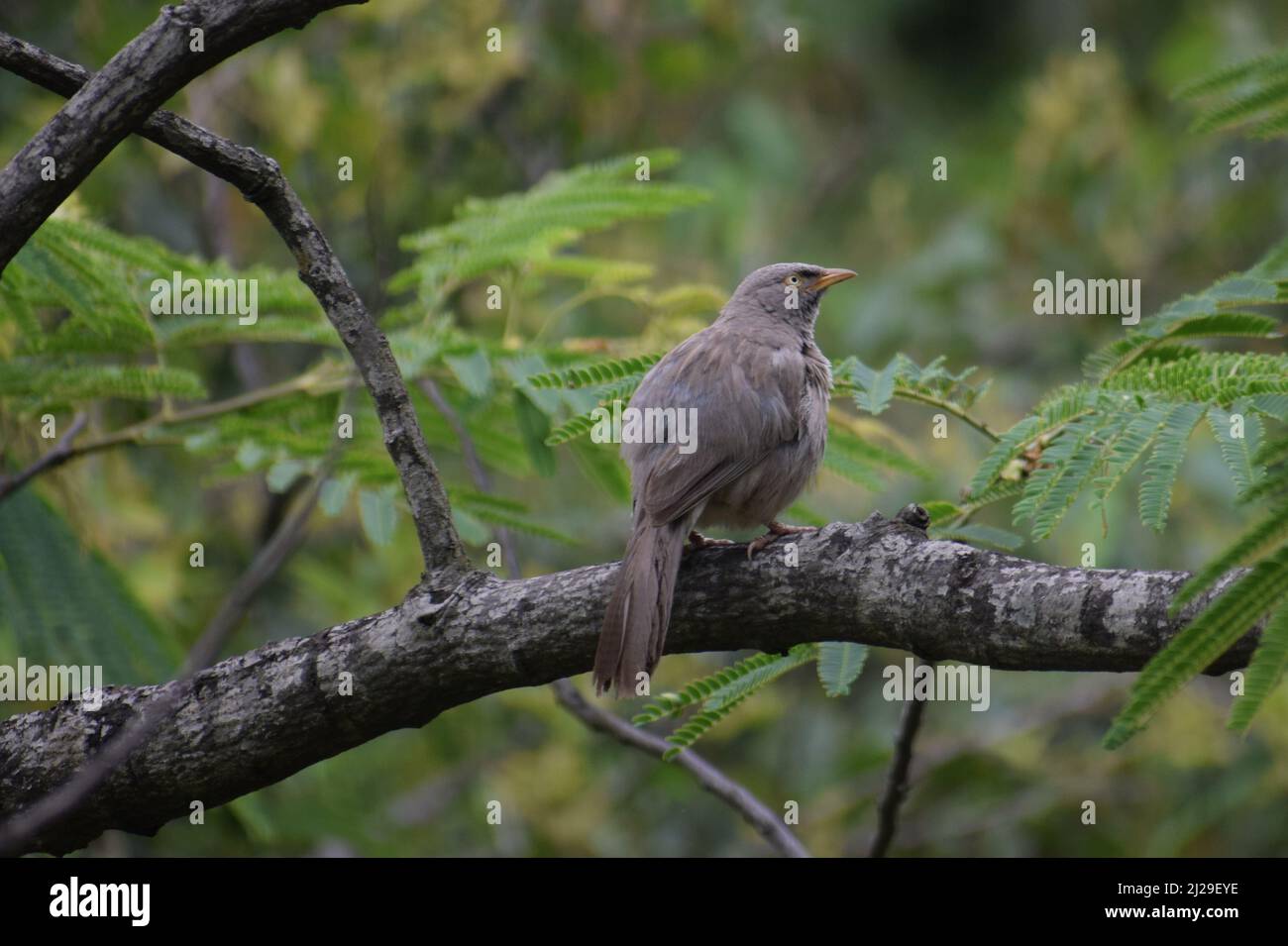 Beautiful bird sitting on tree branch jungle babbler ( argya striata ) Stock Photo