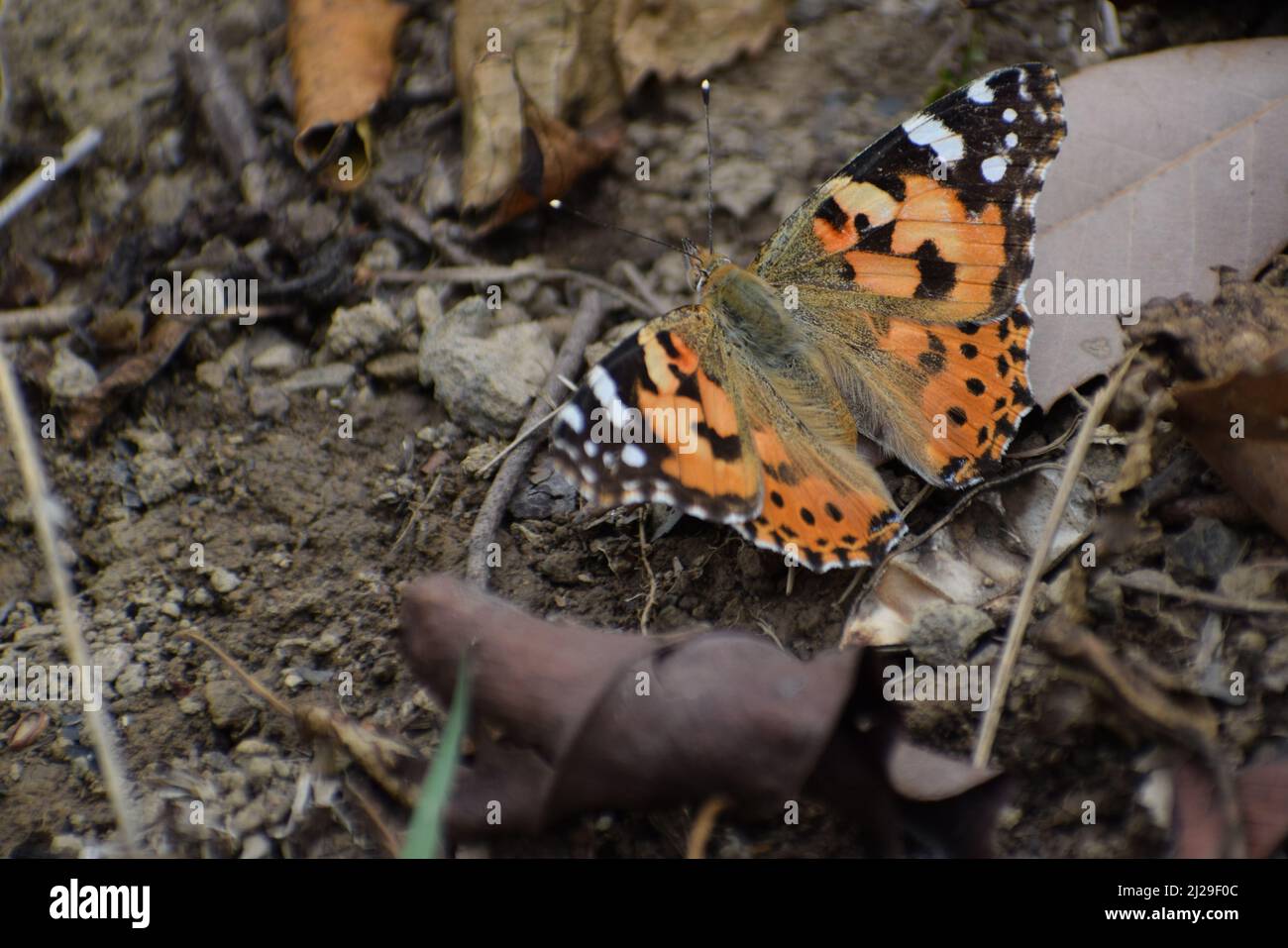 Beautiful painted lady  (vanessa cardui) butterfly on ground Stock Photo
