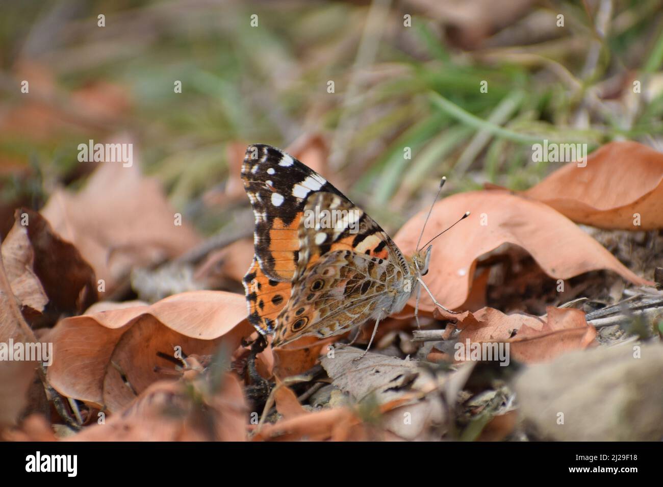 beautiful painted lady  (vanessa cardui) butterfly. Stock Photo
