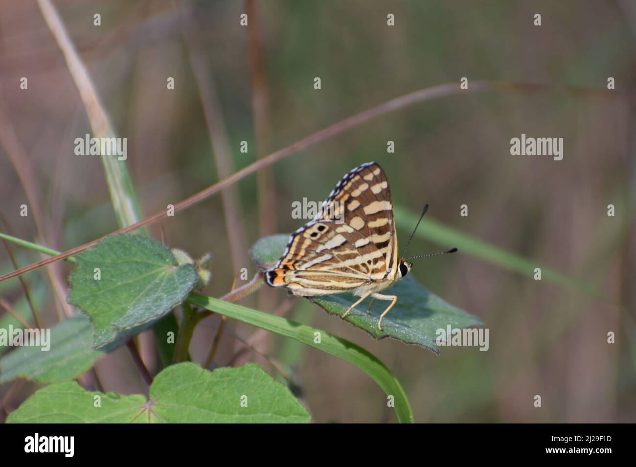 Wonderful common punch ( dodona durga) butterfly sitting on leaflet. Stock Photo