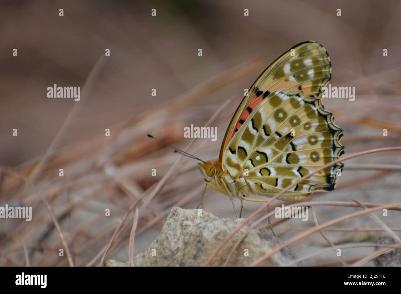 closeup of beautiful butterfly Amazing picture of  indian fritillary (argynnis hyperbius ) butterfly. Stock Photo