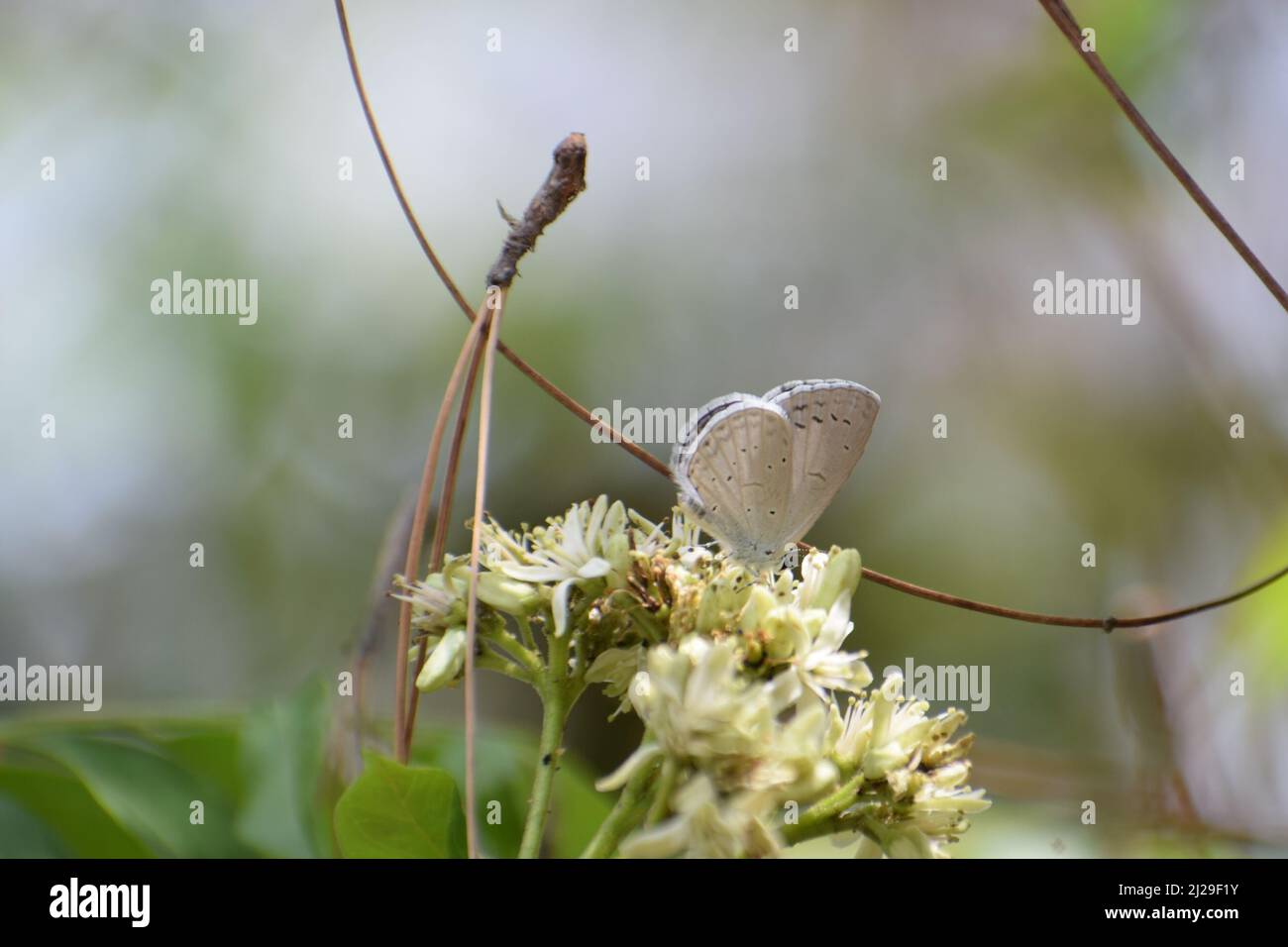 Hill hedge blue butterfly on its natural habitat Stock Photo