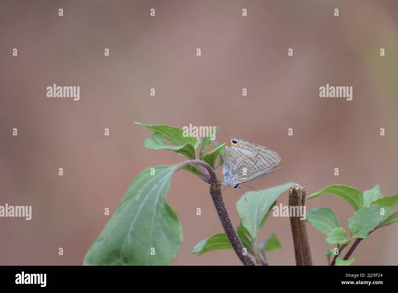 Butterfly on green leaf, Lampides boeticus, the pea blue, or long-tailed blue, is a small butterfly. Stock Photo