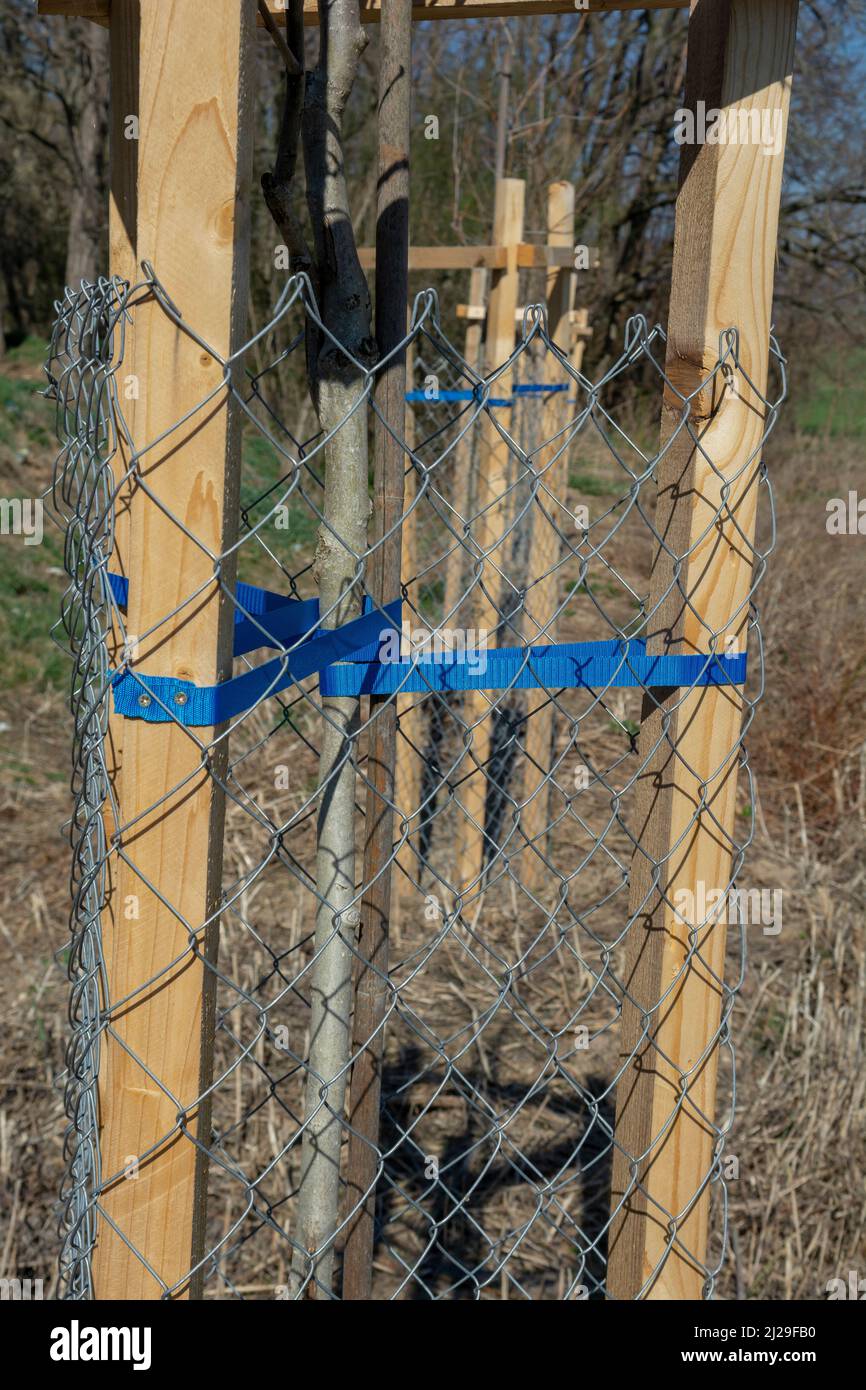 Mesh tree guard protecting young tree from wildlife damage. Seedling or sapling fenced with metal wire protective mesh. Stock Photo