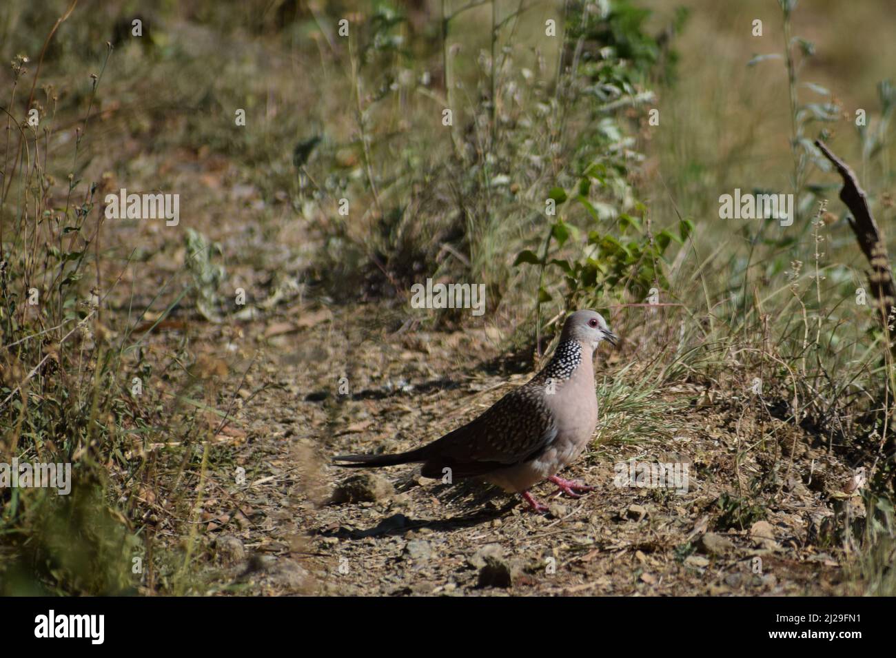 Beautiful bird on ground. spotted dove ( spilopelia chinensis). Stock Photo