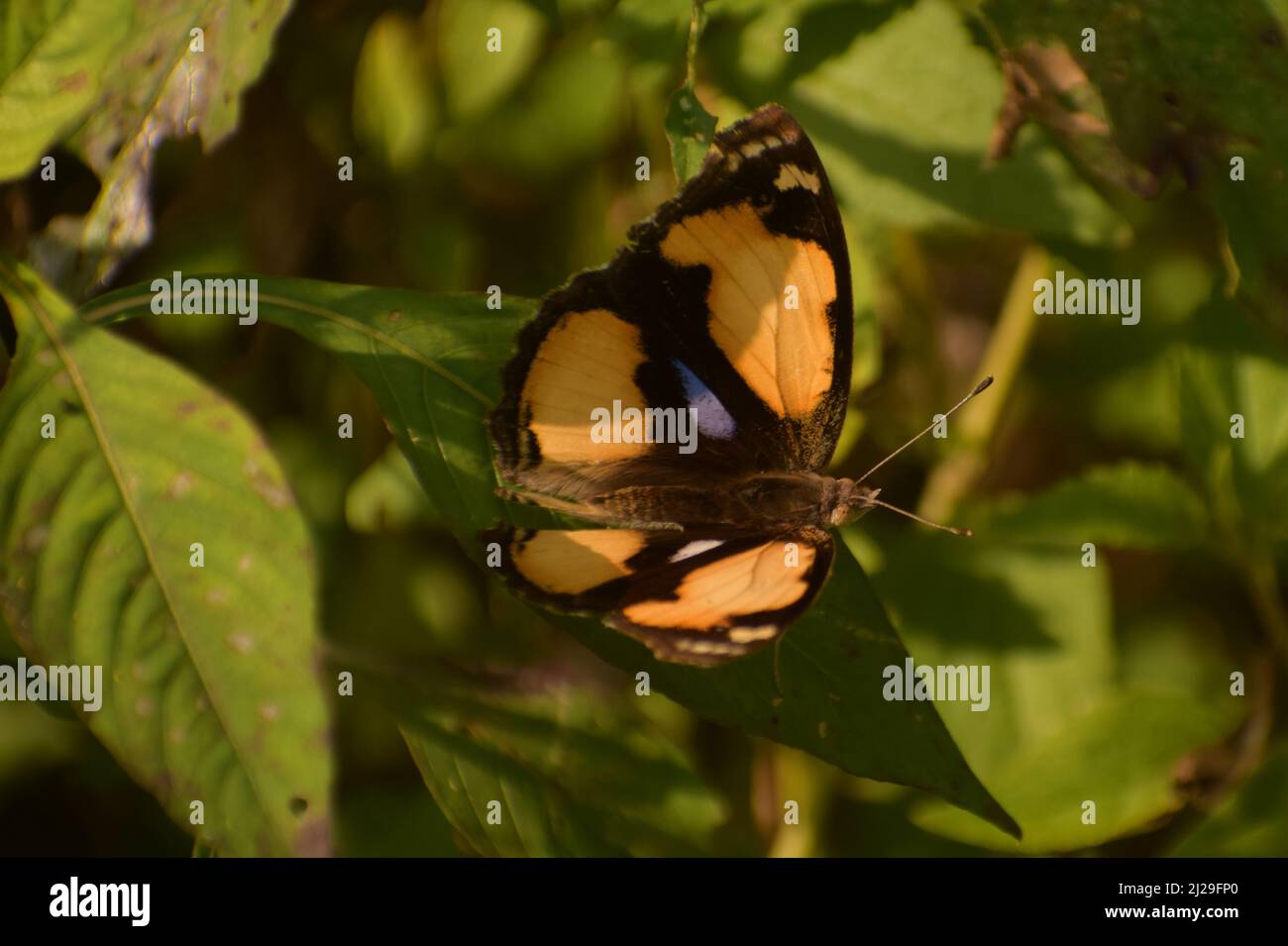 Lovely yellow pansy ( junonia iphita) butterfly on green leaf Stock Photo