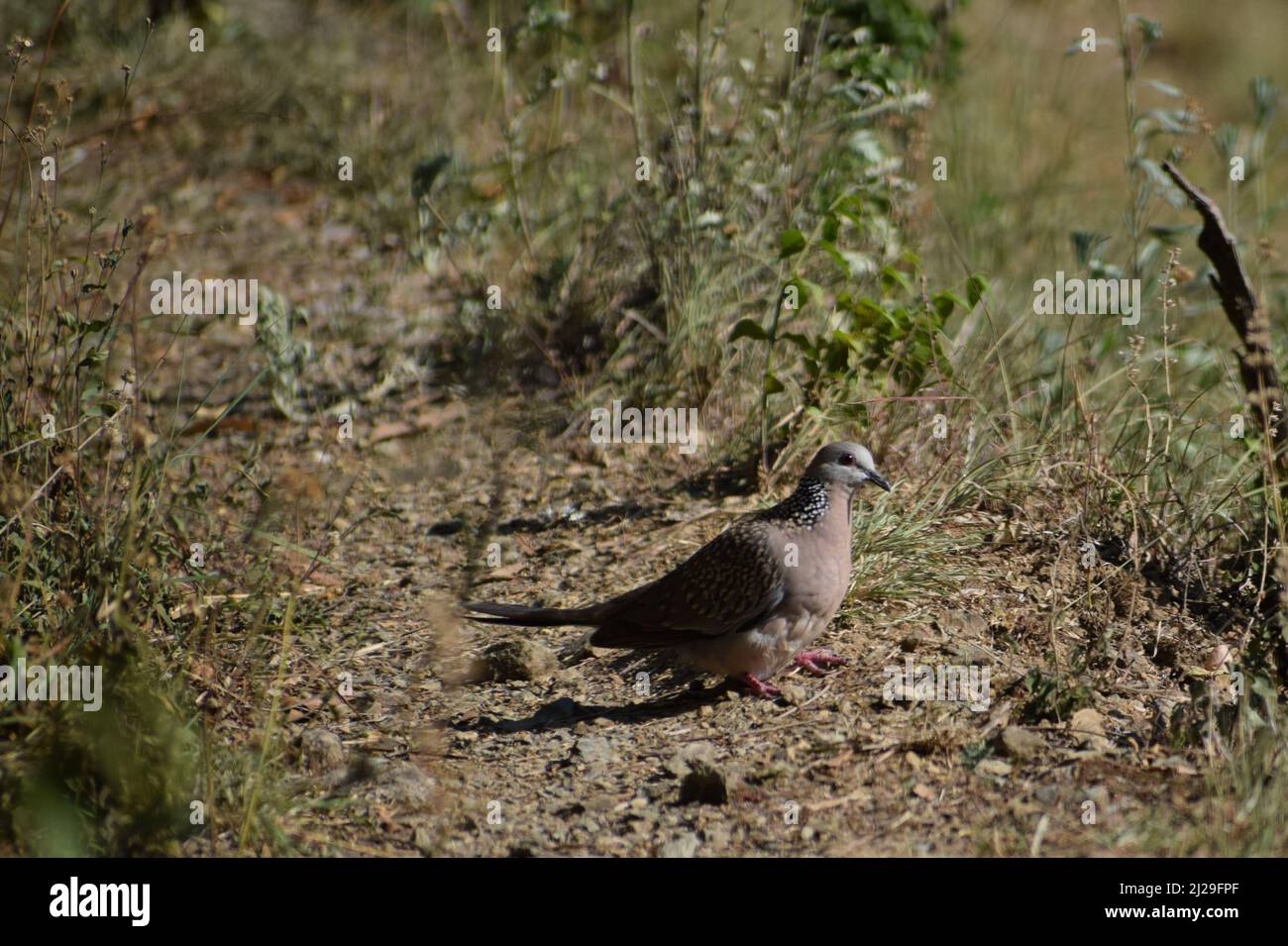beautiful bird sitting on ground. spotted dove ( spilopelia chinensis). Stock Photo