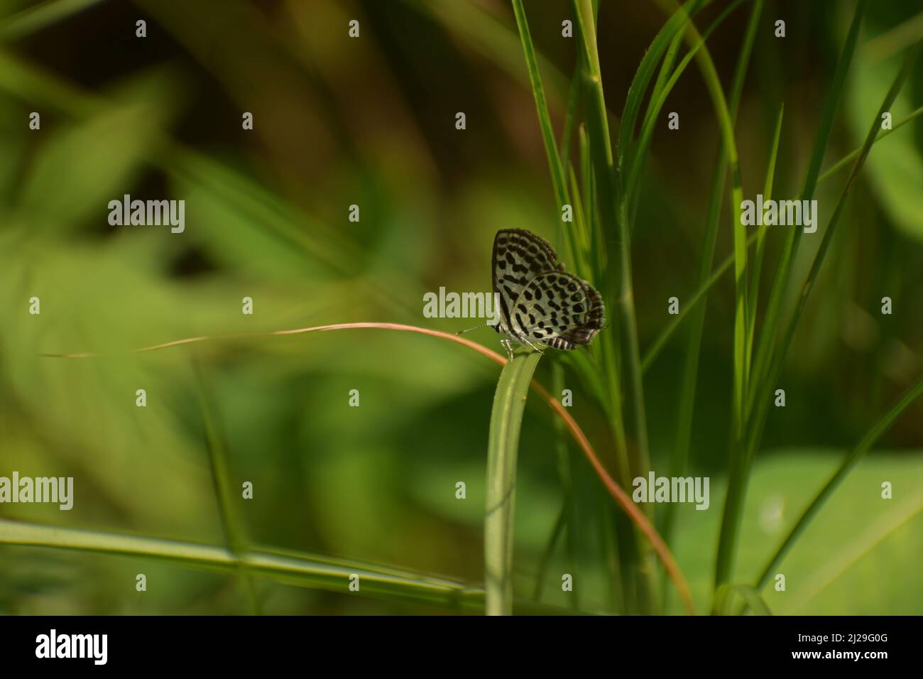 Beautiful small Butterfly on leaf. himalayan pierrot or veined pierrot (tarucus venosus ) Stock Photo