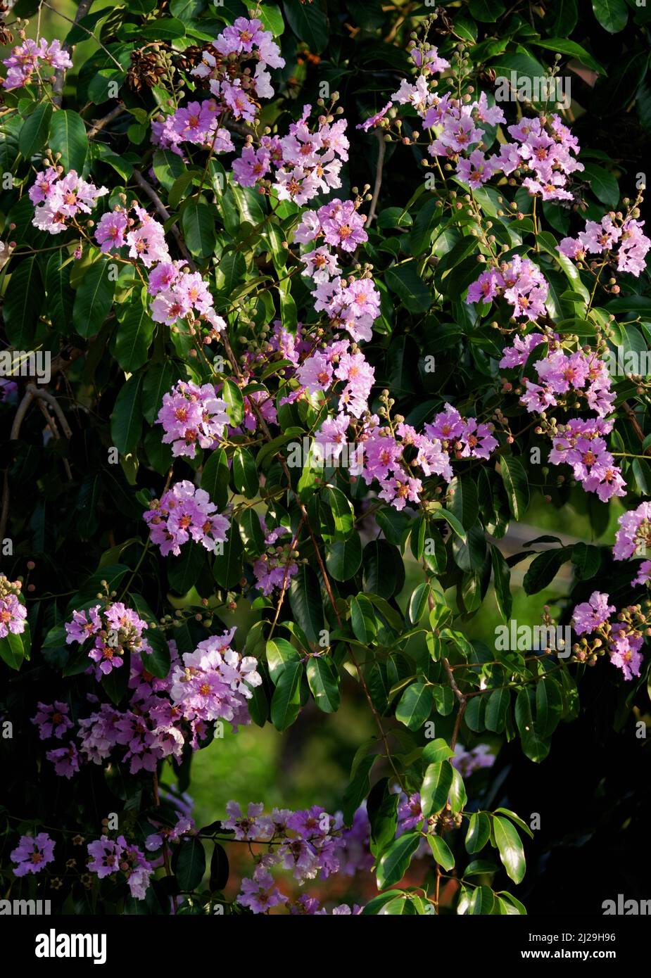 The magenta flowers with green leaves of the Pride of India tree Stock Photo
